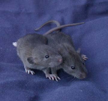 haleyboys2agouti.jpg
